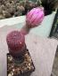 Preview: Echinocereus rigidissimus rubispinus